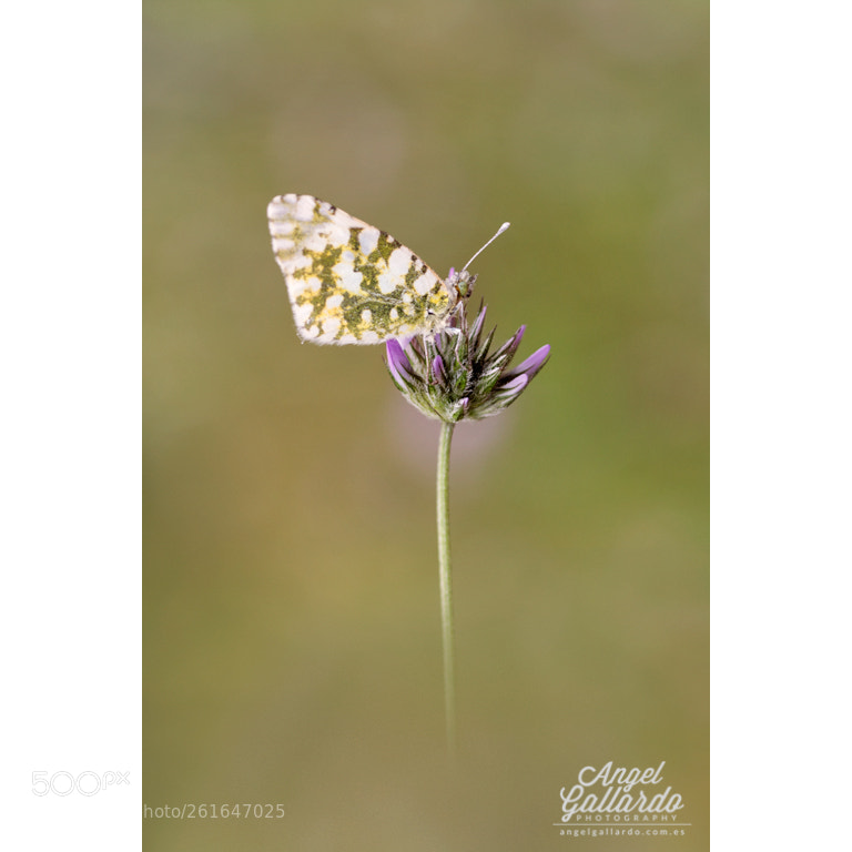 Canon EOS 60D sample photo. Mariposa photography