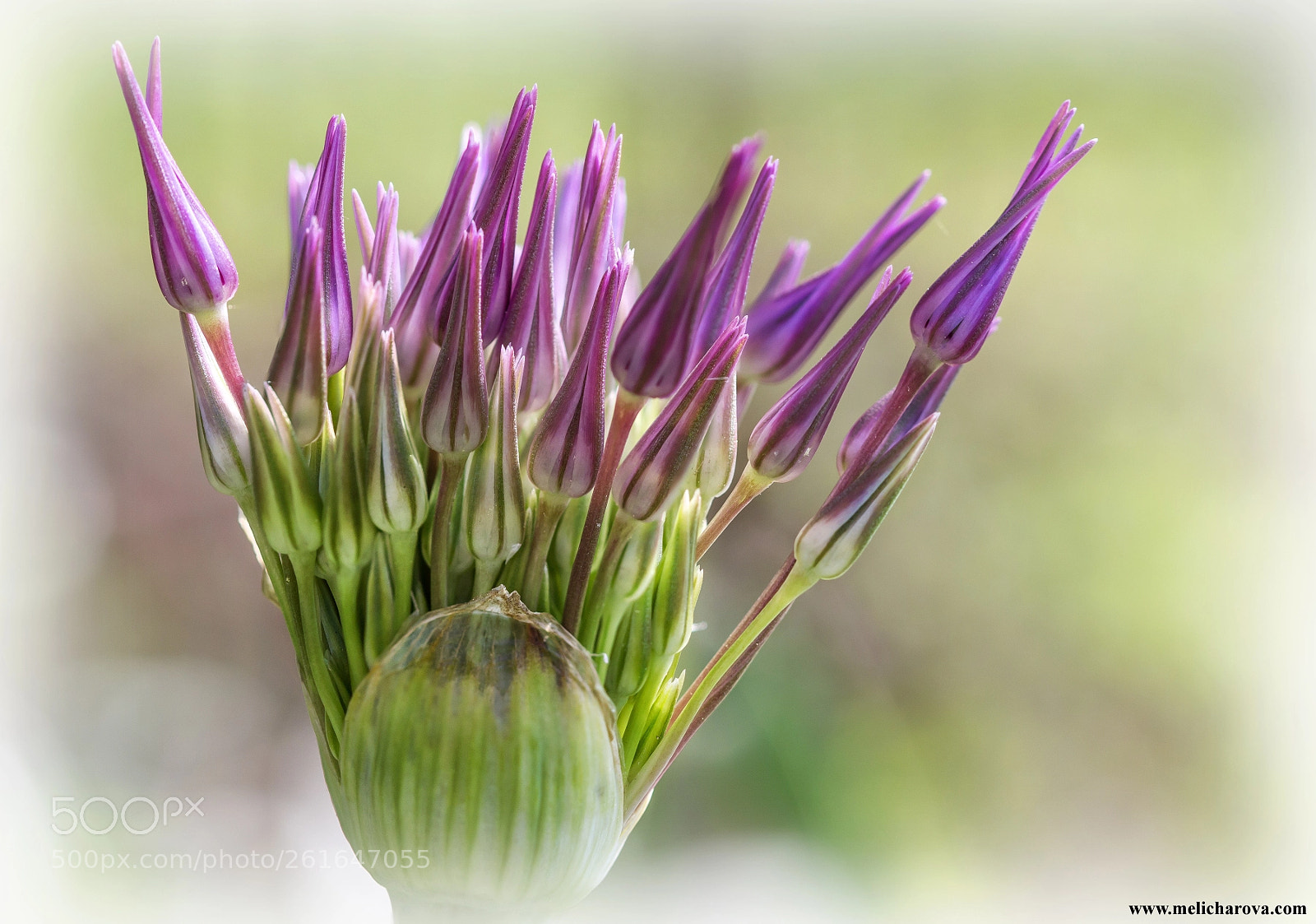 Canon EOS 60D sample photo. Violet flower photography