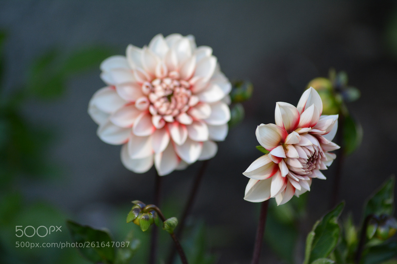 Nikon D7100 sample photo. Flower painting photography