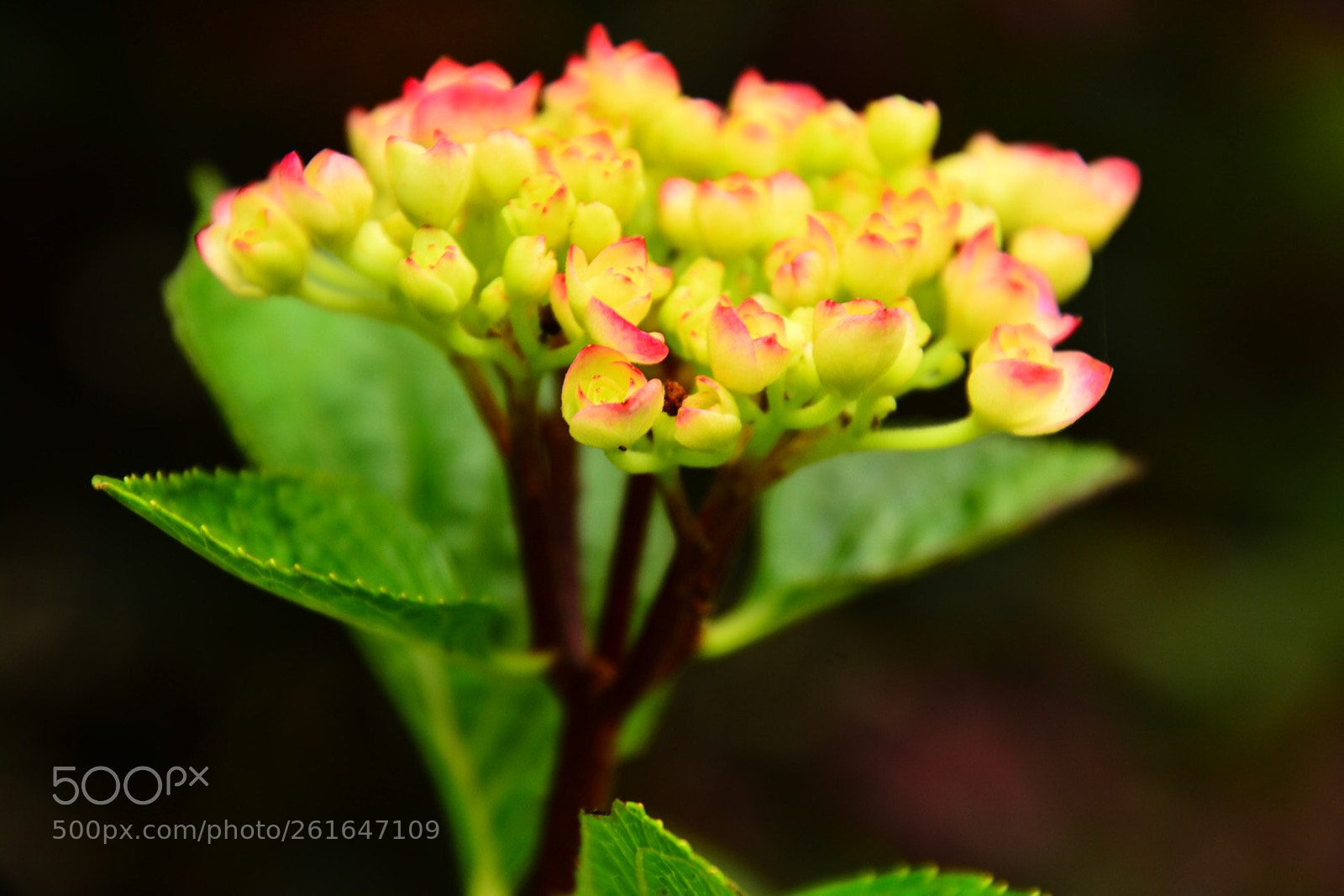 Nikon D7100 sample photo. Hydrangea photography