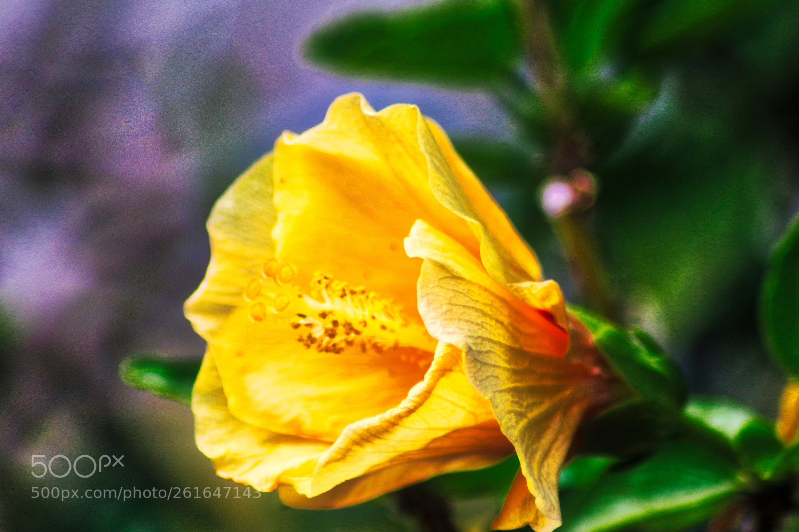 Canon EOS 700D (EOS Rebel T5i / EOS Kiss X7i) sample photo. Yellow ibiscus photography
