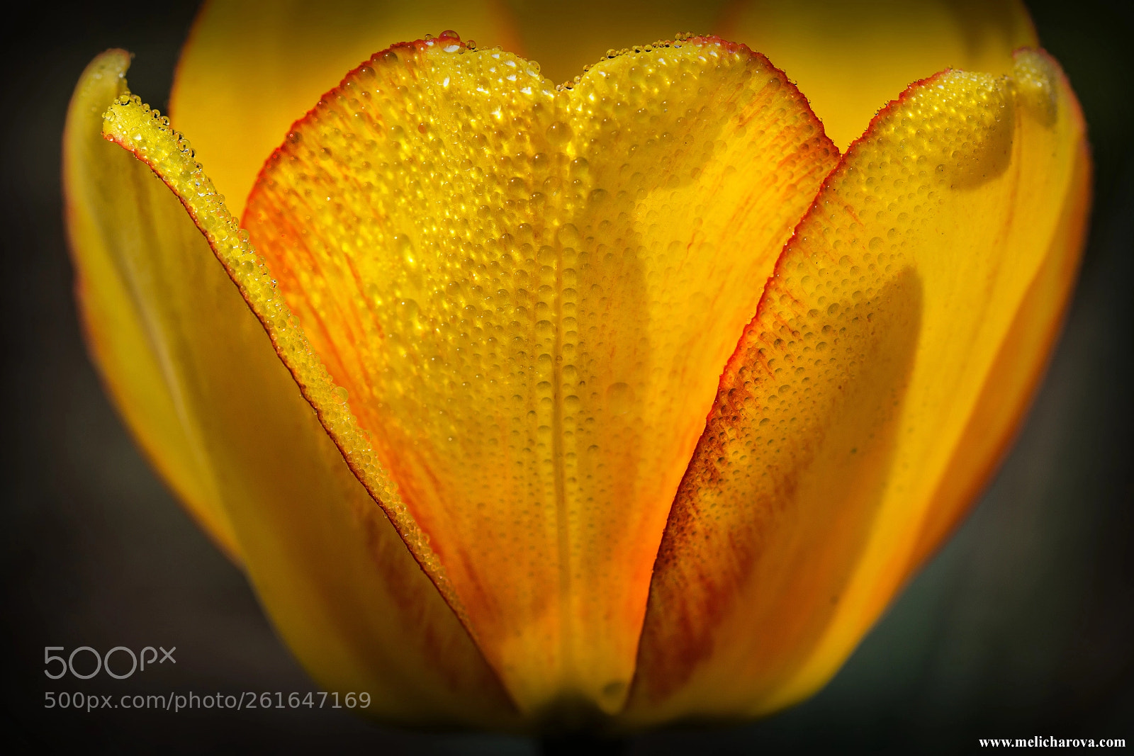 Canon EOS 60D sample photo. Yellow tulip photography