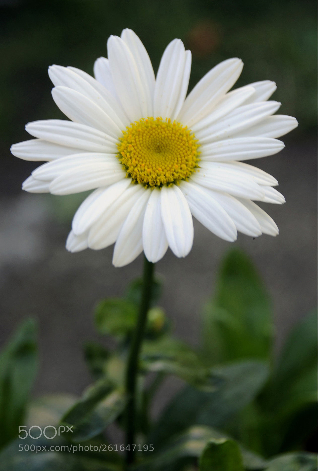 Nikon D300 sample photo. Backyard daisy() photography