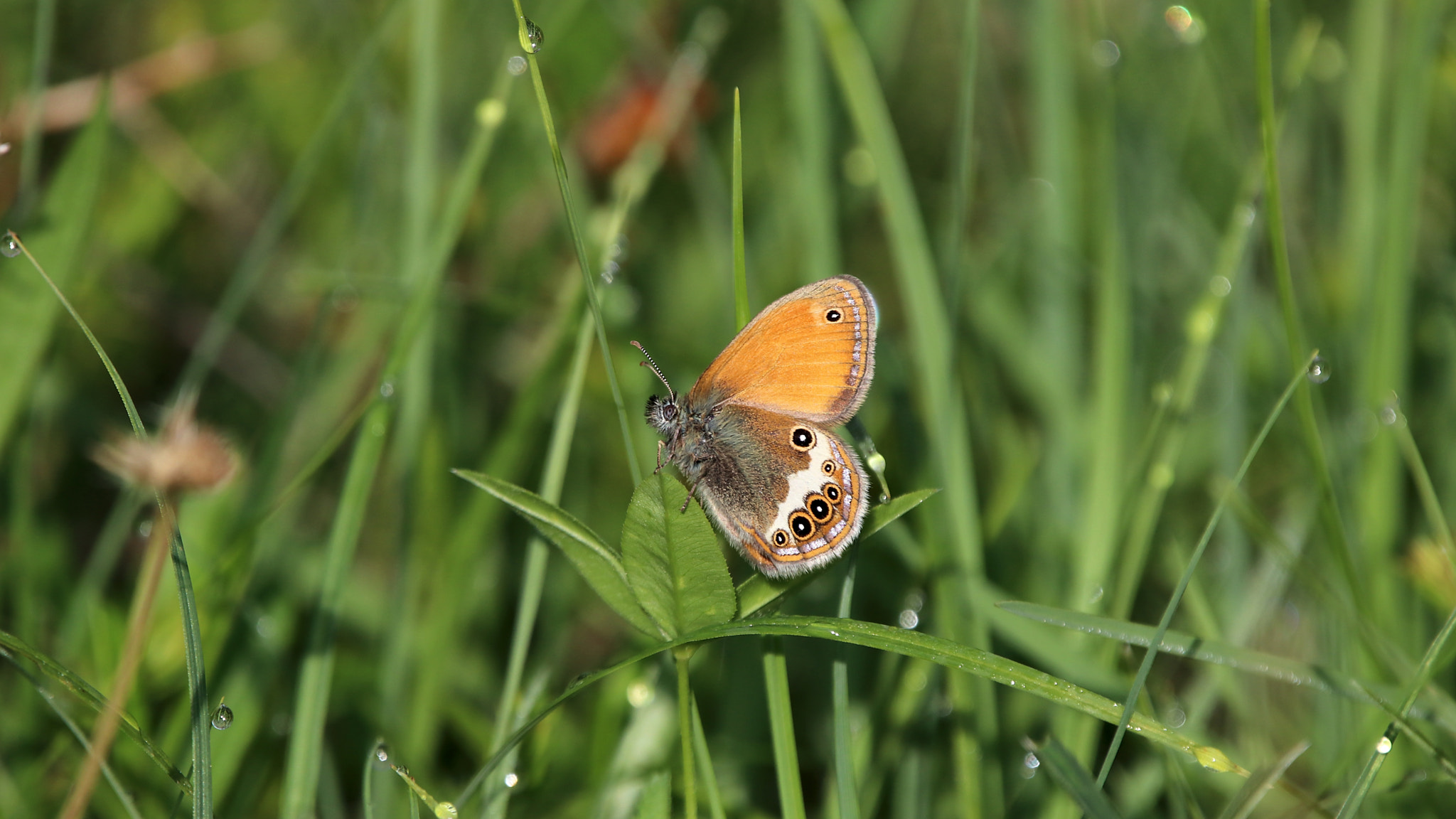 Sigma 150-600mm F5-6.3 DG OS HSM | C sample photo. Butterfly photography
