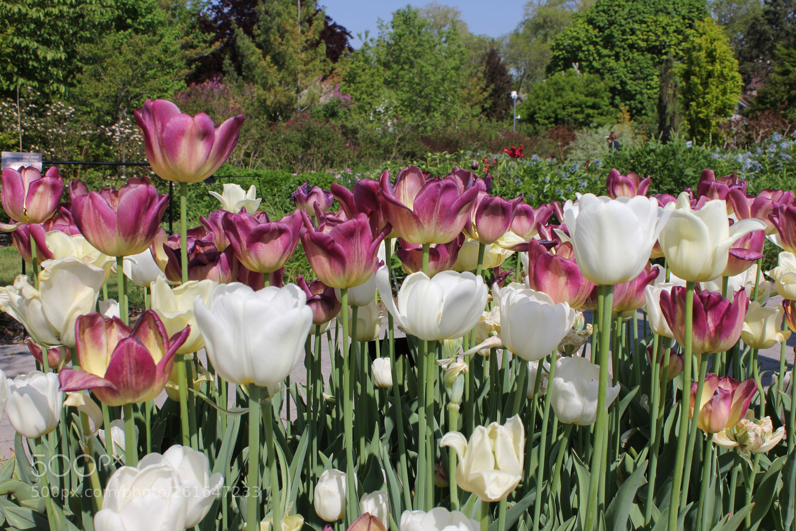 Canon EOS 550D (EOS Rebel T2i / EOS Kiss X4) sample photo. Tulips edward's gardens, toronto photography