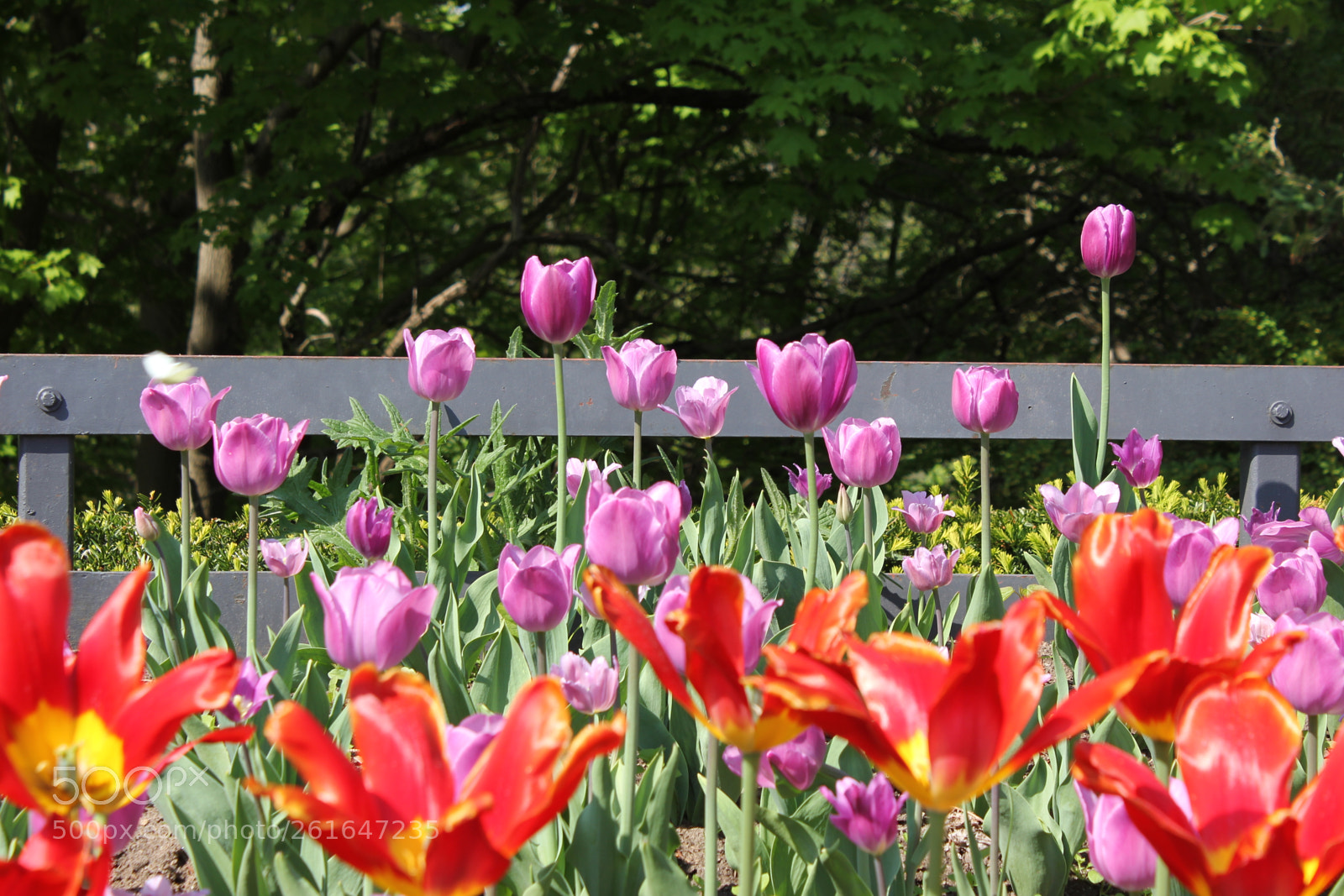 Canon EOS 550D (EOS Rebel T2i / EOS Kiss X4) sample photo. Tulips edward's gardens, toronto photography