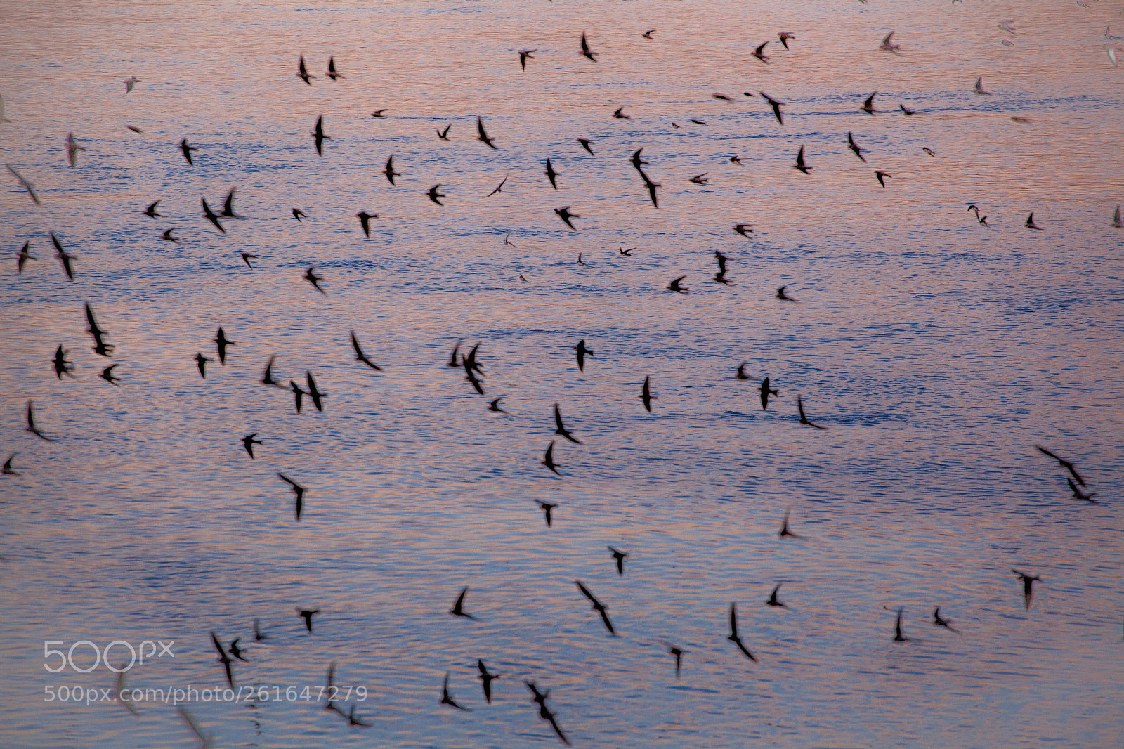 Canon EOS 5D Mark II sample photo. Feeding swifts upon a photography