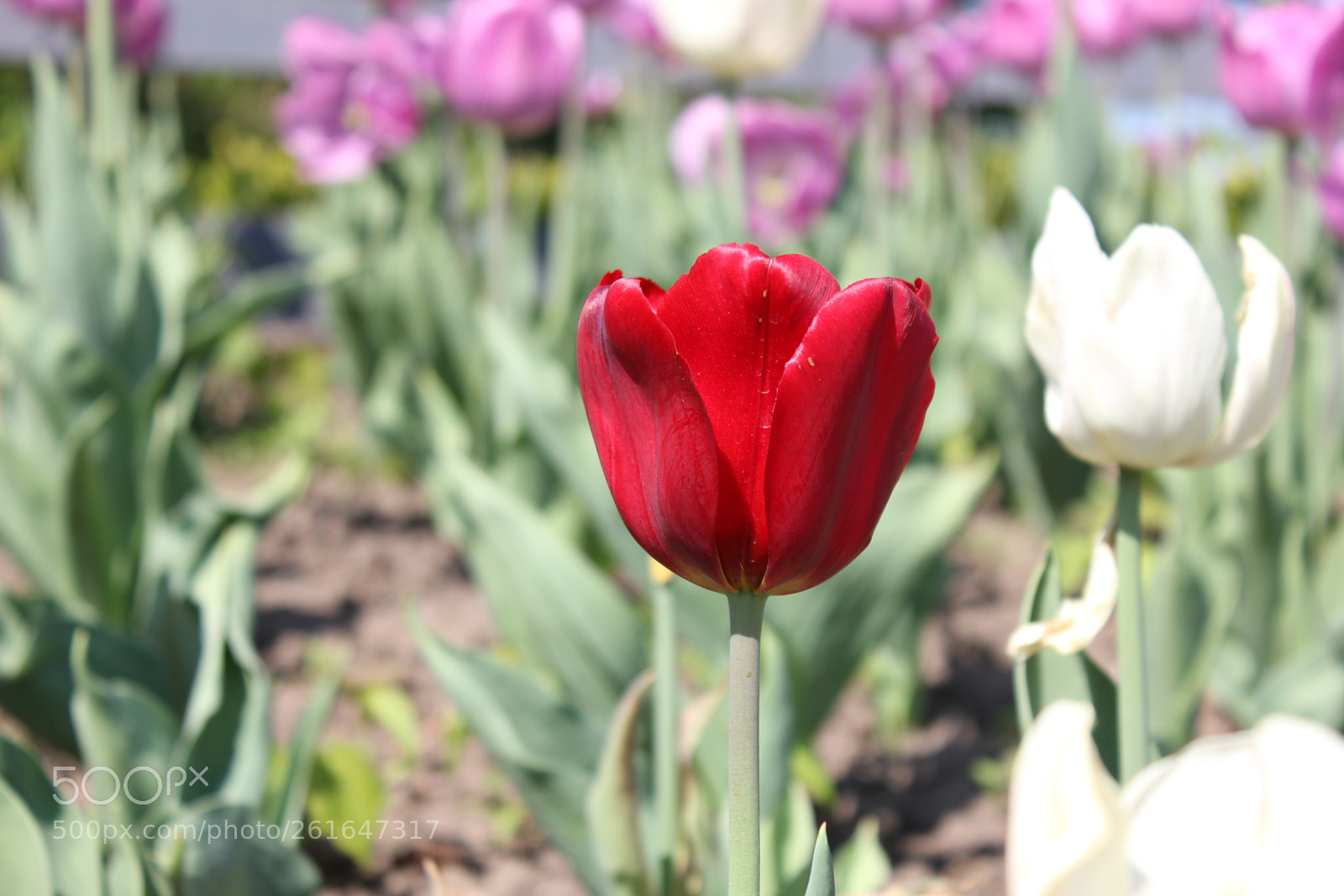 Canon EOS 550D (EOS Rebel T2i / EOS Kiss X4) sample photo. Tulips edward's gardens, toronto photography