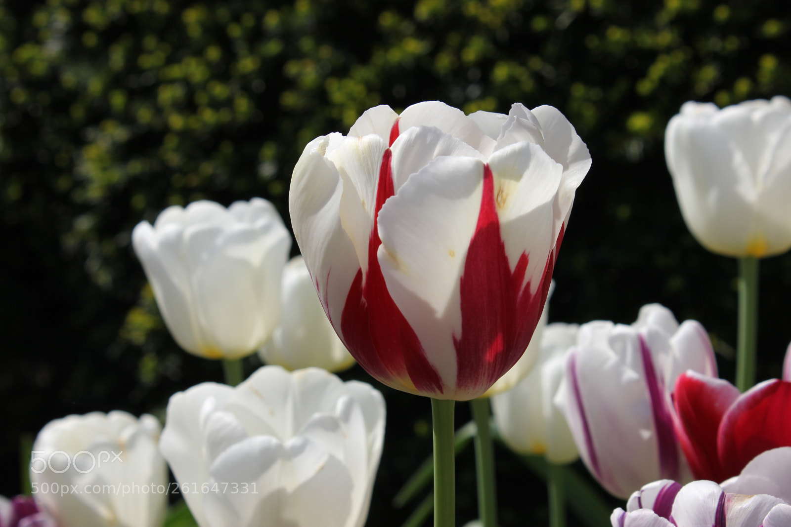 Canon EOS 550D (EOS Rebel T2i / EOS Kiss X4) sample photo. Tulips edward's gardens, toronto photography