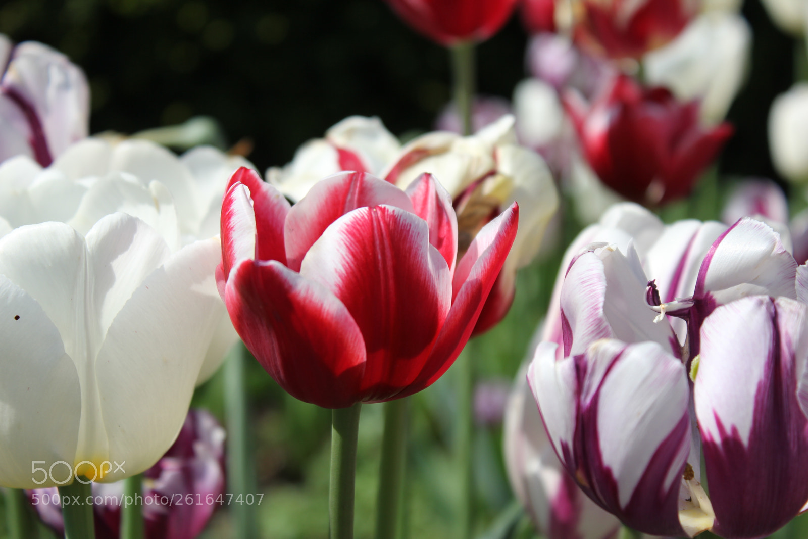 Canon EOS 550D (EOS Rebel T2i / EOS Kiss X4) sample photo. Tulips edward's gardens, toronto photography
