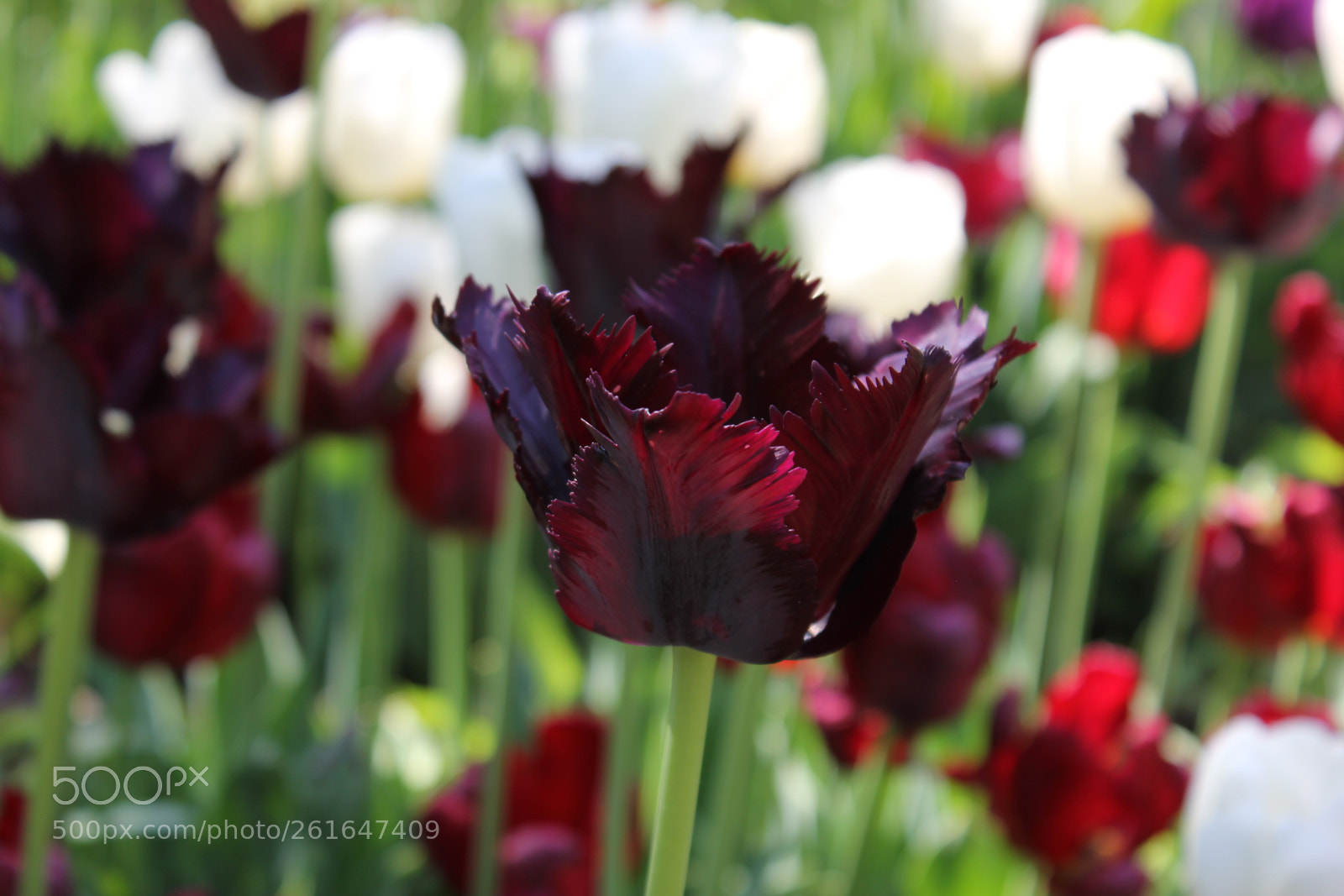 Canon EOS 550D (EOS Rebel T2i / EOS Kiss X4) sample photo. Tulips edward's gardens, toronto photography