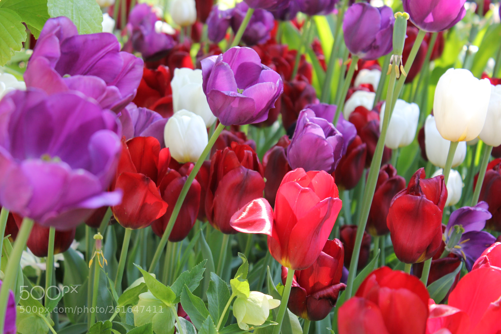 Canon EOS 550D (EOS Rebel T2i / EOS Kiss X4) sample photo. Tulips edward's gardens, toronto photography