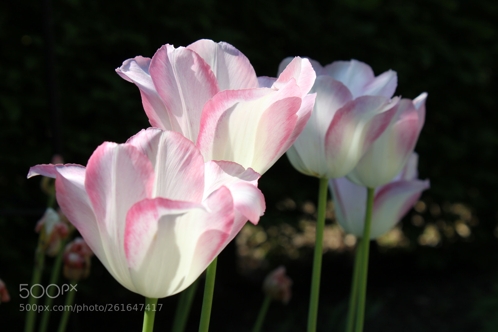 Canon EOS 550D (EOS Rebel T2i / EOS Kiss X4) sample photo. Tulips edward's gardens, toronto photography