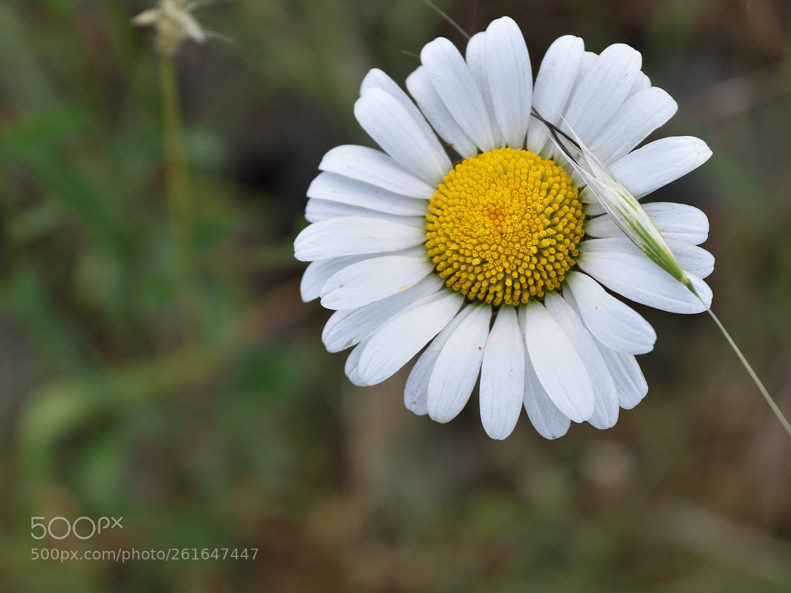Nikon D5500 sample photo. Grande marguerite photography