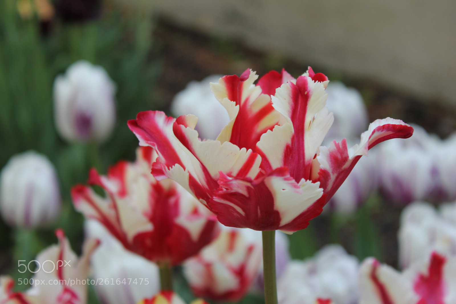 Canon EOS 550D (EOS Rebel T2i / EOS Kiss X4) sample photo. Tulips edward's gardens, toronto photography