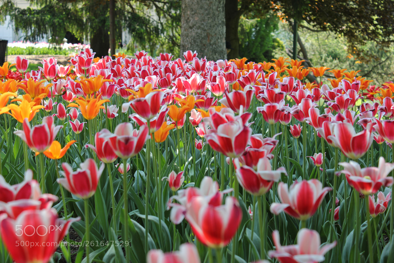 Canon EOS 550D (EOS Rebel T2i / EOS Kiss X4) sample photo. Tulips edward's gardens, toronto photography