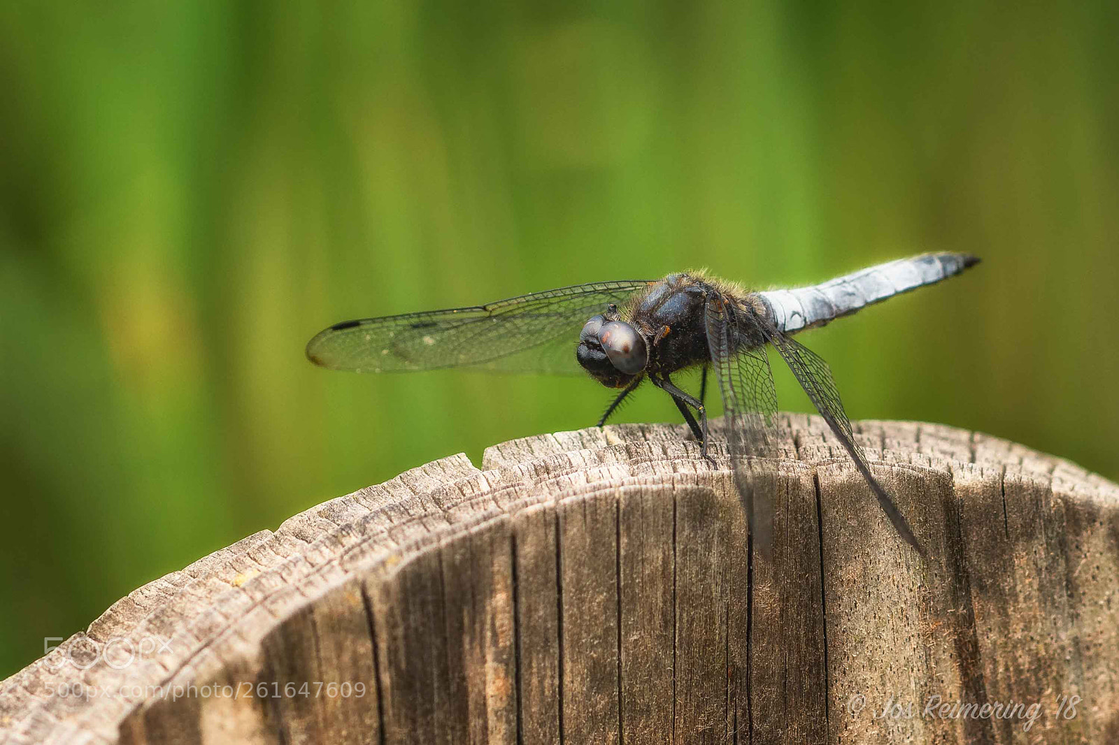 Nikon D500 sample photo. Dragonfly photography