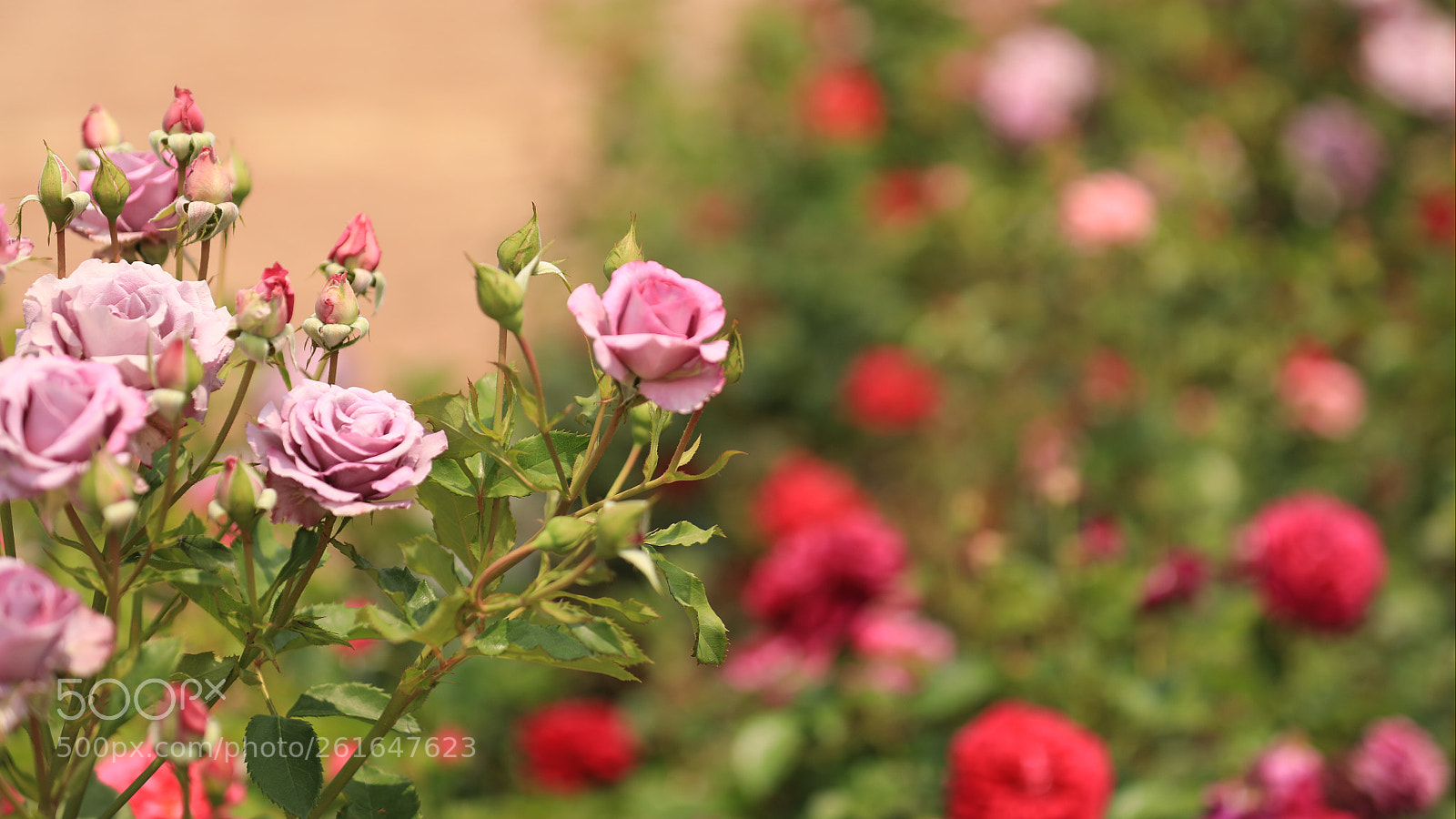 Canon EOS 5D Mark IV sample photo. Rosa pink photography