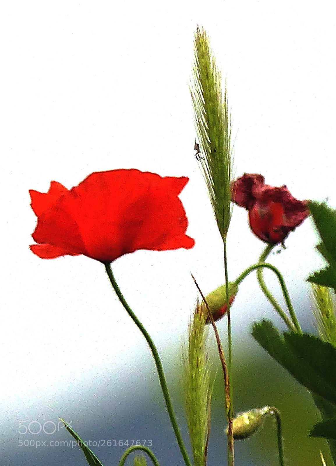 Panasonic Lumix DMC-FZ200 sample photo. Spring photography
