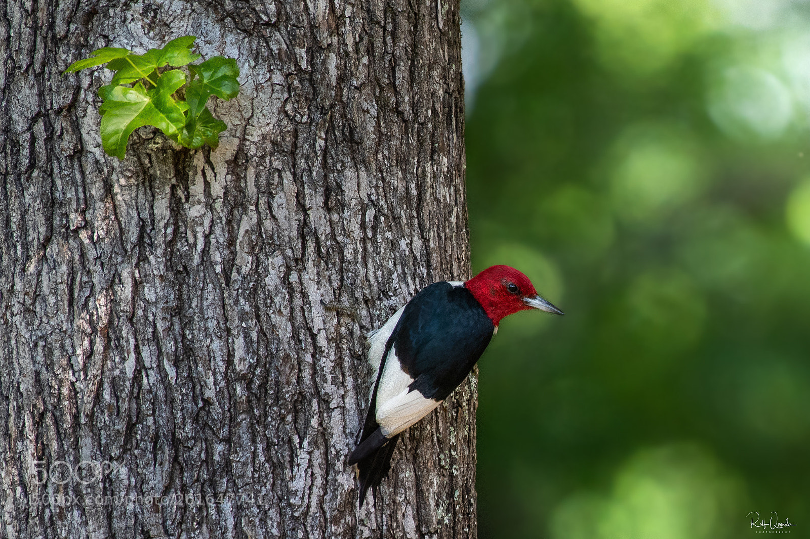 Nikon D750 sample photo. Redheaded woodpecker photography