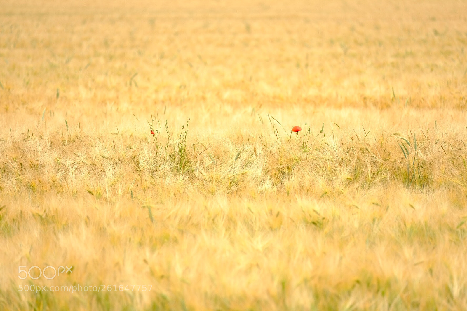 Fujifilm X-T2 sample photo. Poppy photography