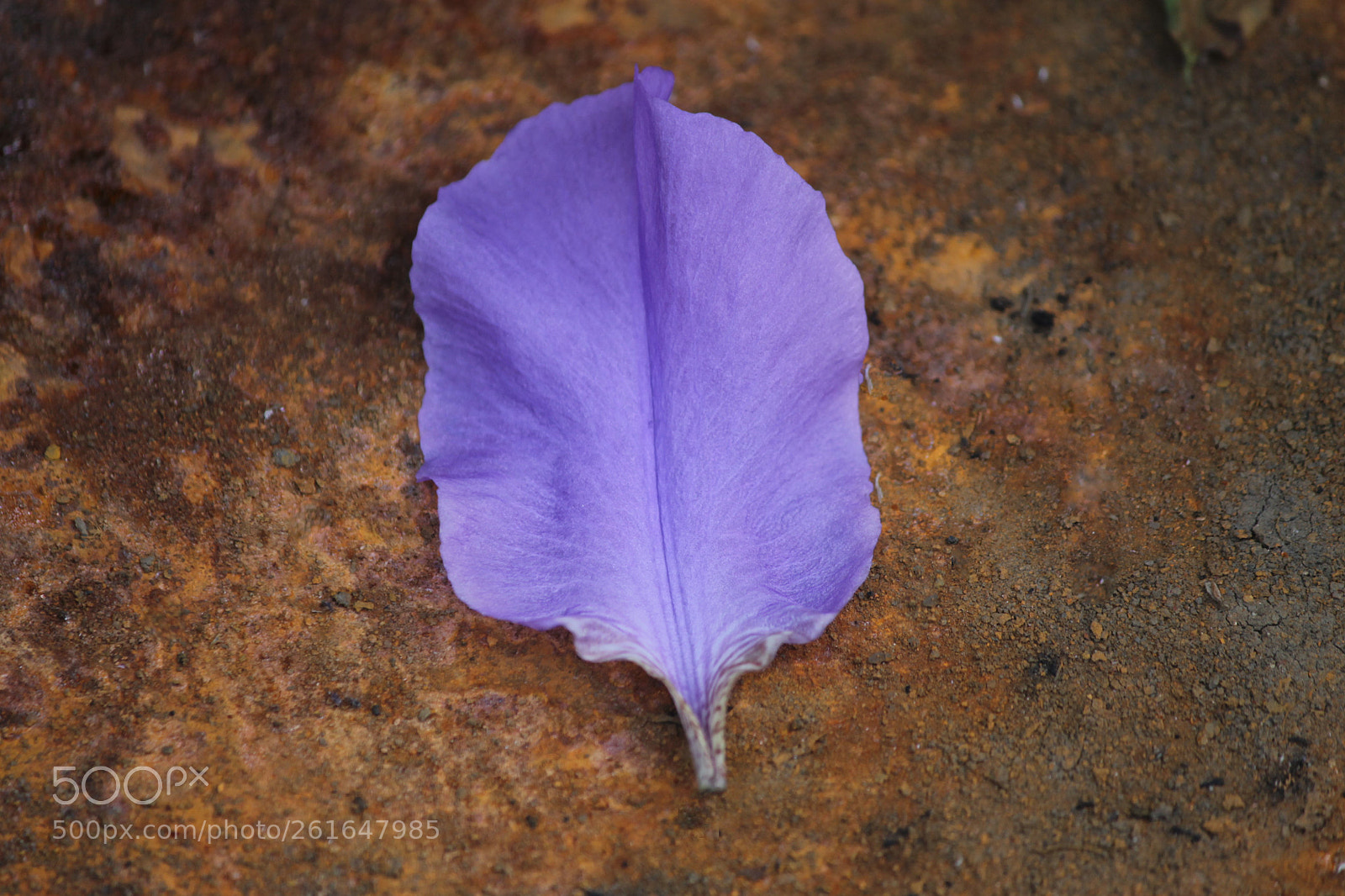 Canon EOS 1100D (EOS Rebel T3 / EOS Kiss X50) sample photo. Brown purple photography