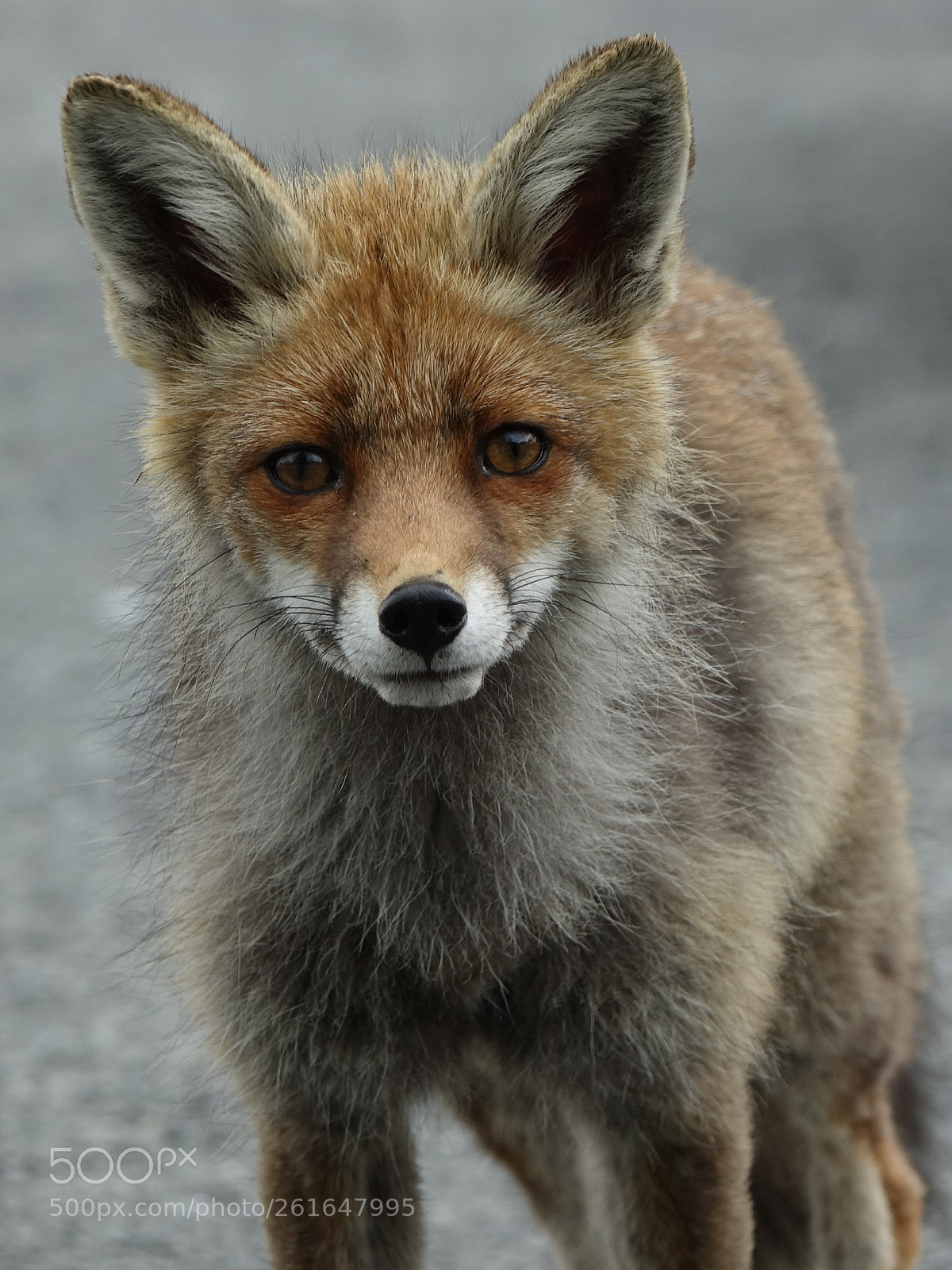 Sony Cyber-shot DSC-RX10 III sample photo. Curious fox photography