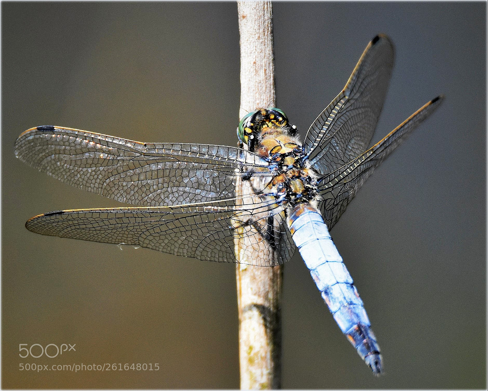 Nikon D7200 sample photo. "blue arrow" photography