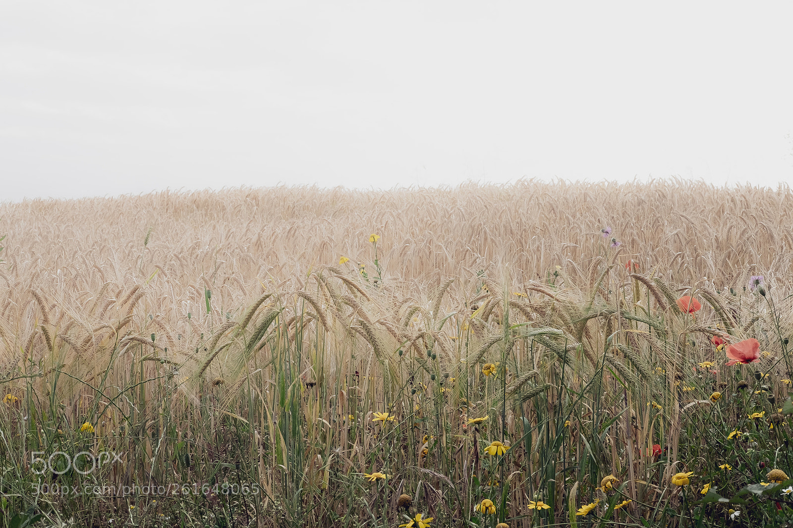 Fujifilm X-T10 sample photo. _dsf0056-3.jpg photography