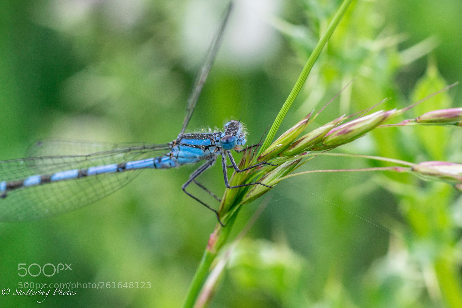 Canon EOS 80D sample photo. Damsel on rye photography
