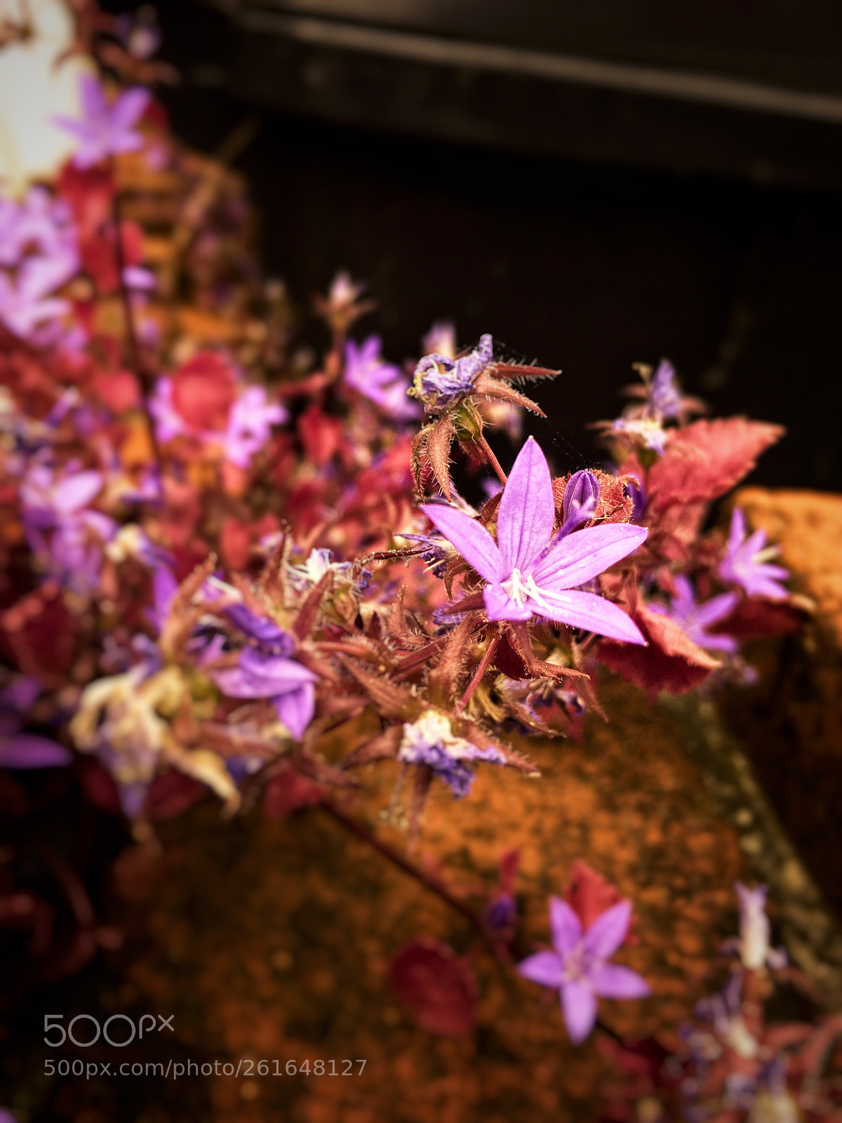 Apple iPhone 6s sample photo. Campanula photography