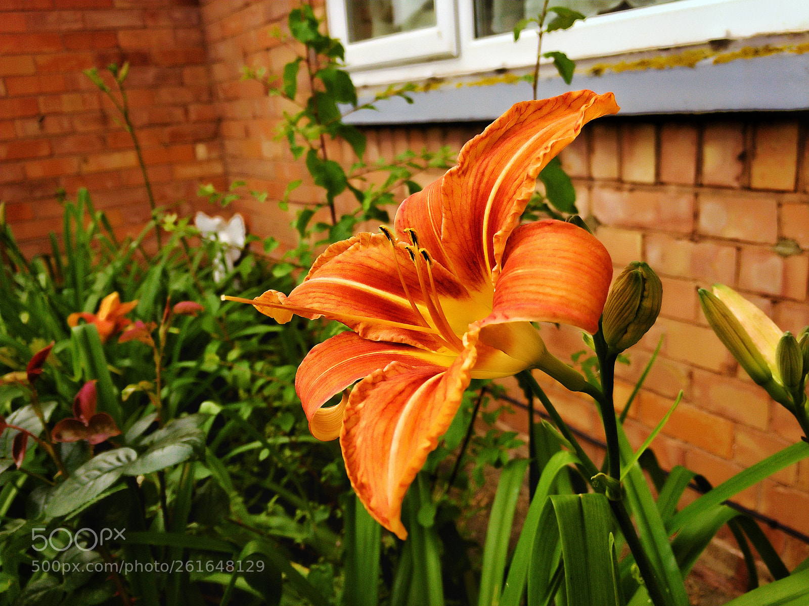 Apple iPhone 6s sample photo. Morning glory photography