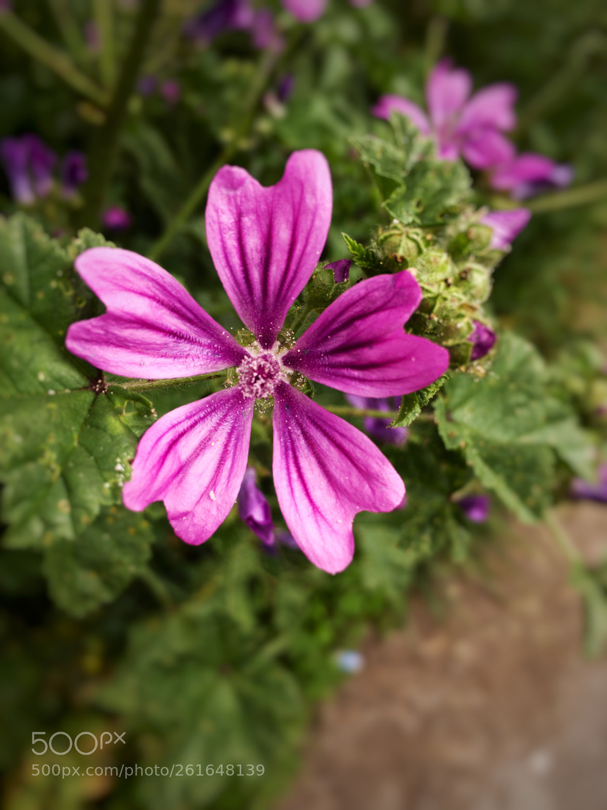 Apple iPhone 6s sample photo. Gaura photography