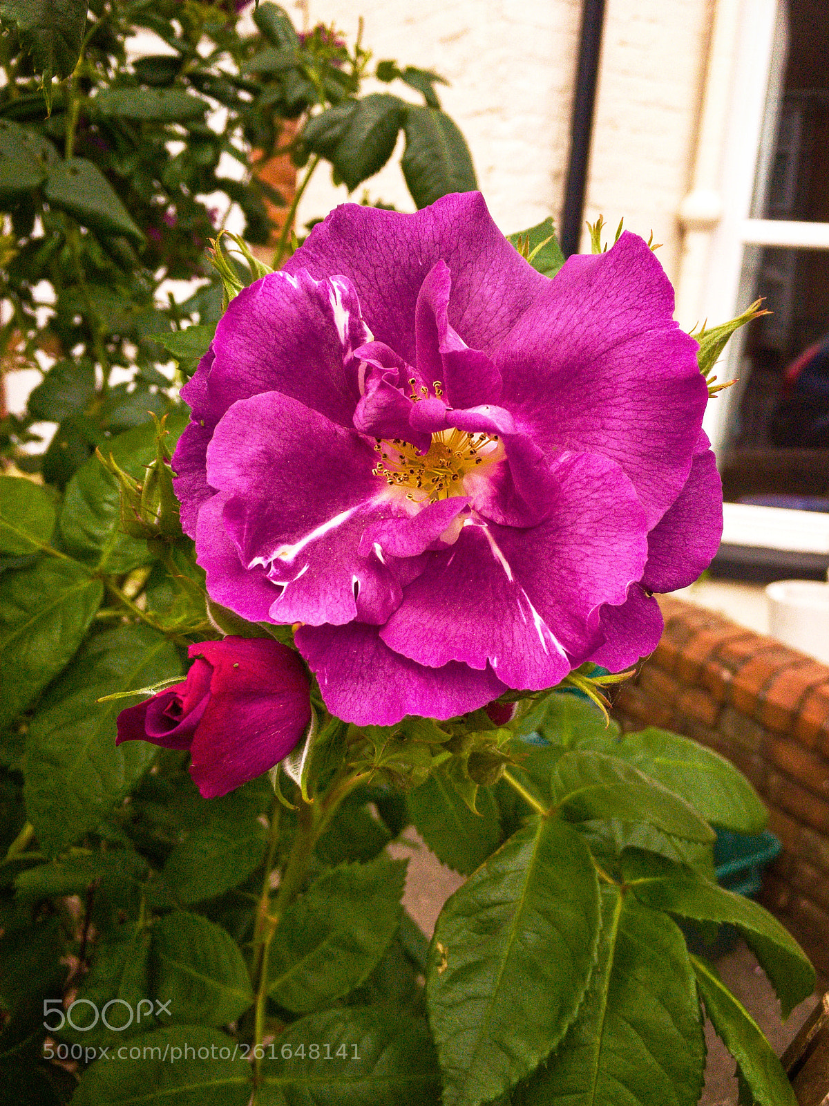 Apple iPhone 6s sample photo. Sweet pea photography