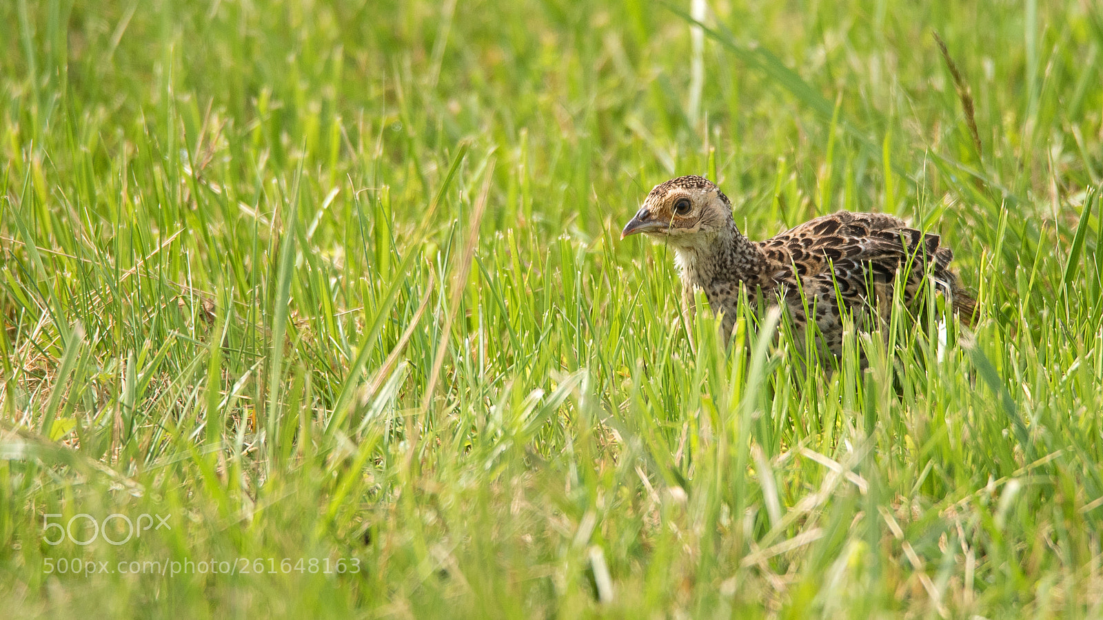 Nikon D750 sample photo. Pheasant chick photography