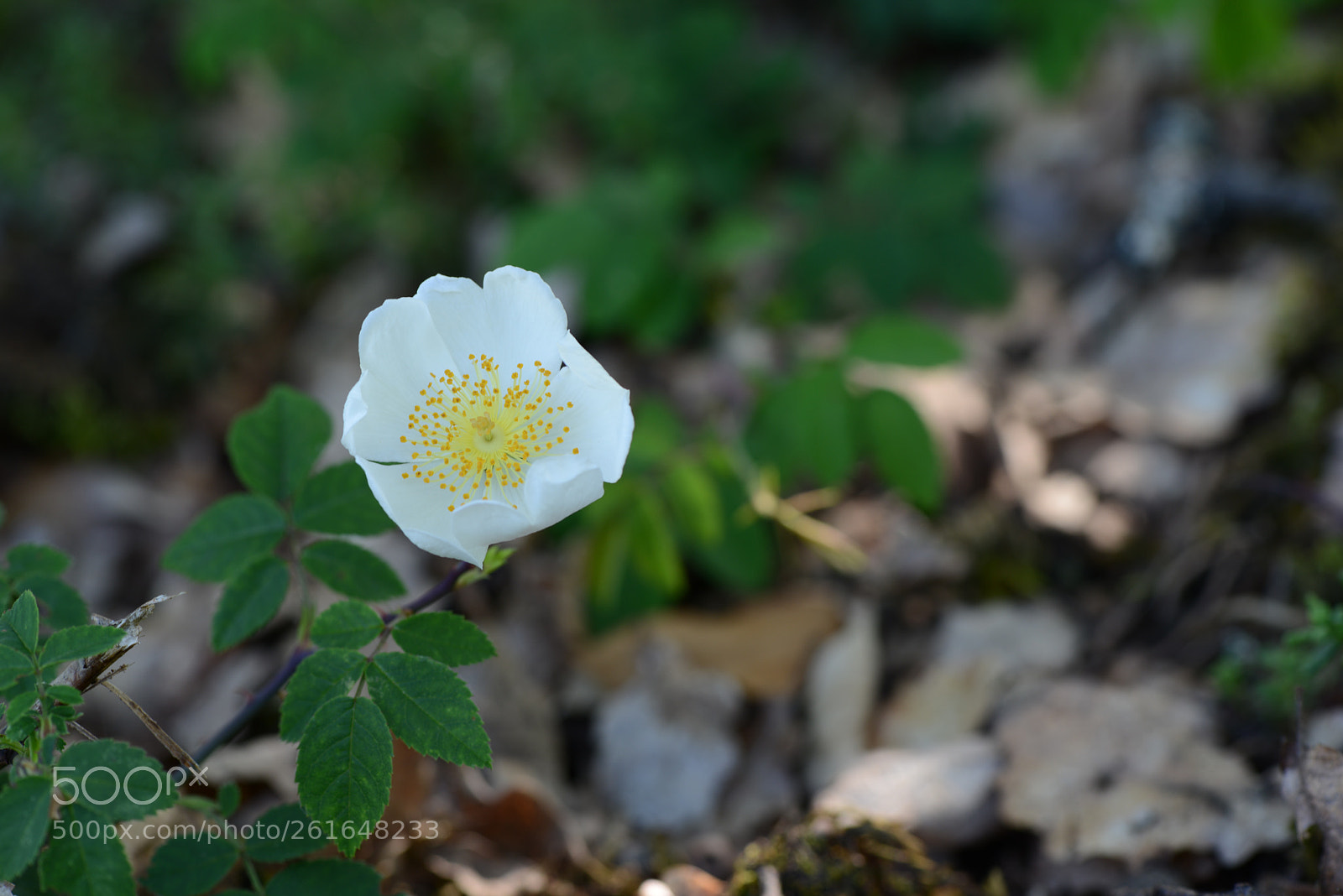 Nikon D800 sample photo. A l ombre d photography