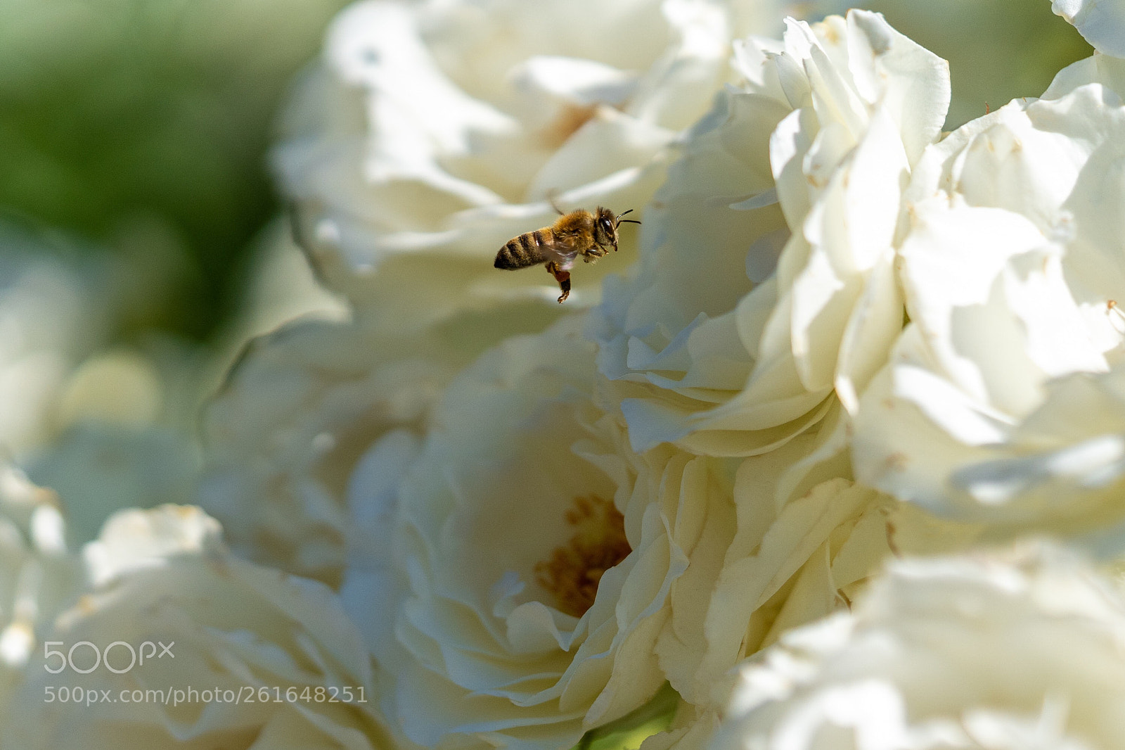 Sony a7 III sample photo. Bee photography