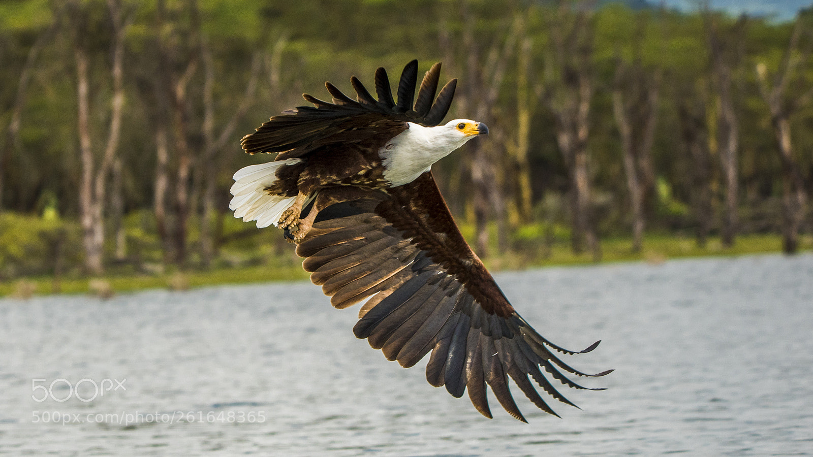 Nikon D750 sample photo. Fish eagle.... photography