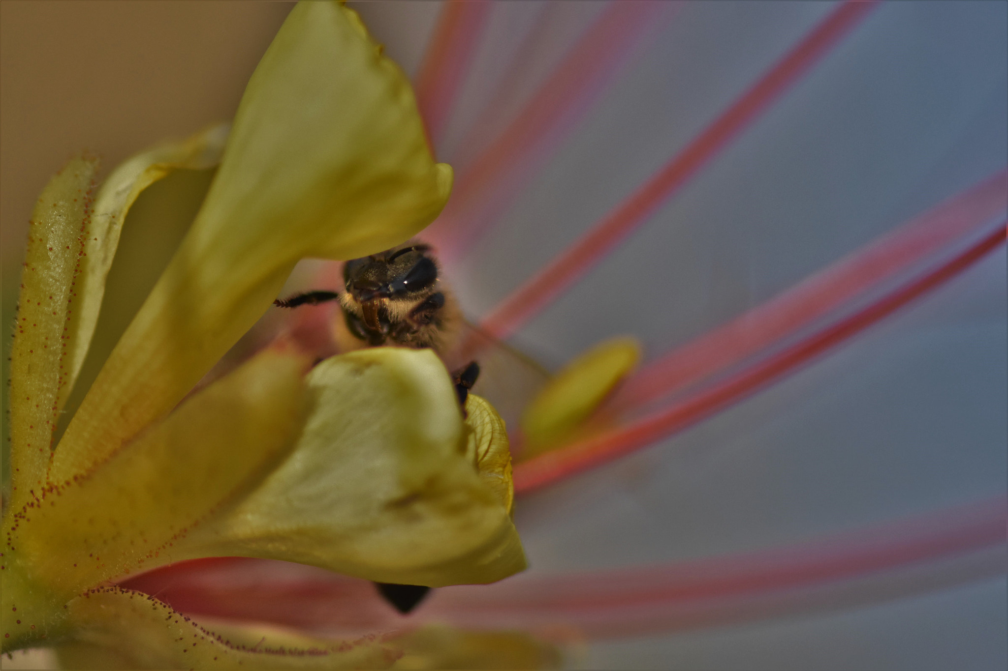 Nikon AF-S Micro-Nikkor 105mm F2.8G IF-ED VR sample photo. Hidden . . . photography