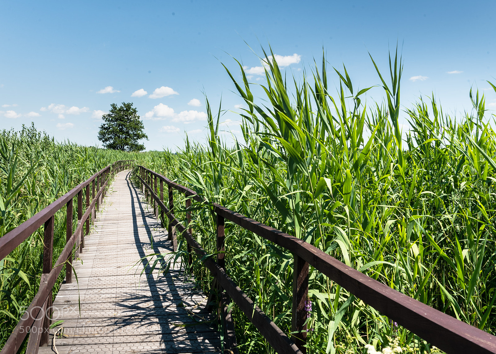 Nikon D750 sample photo. Footbridge/kładka photography