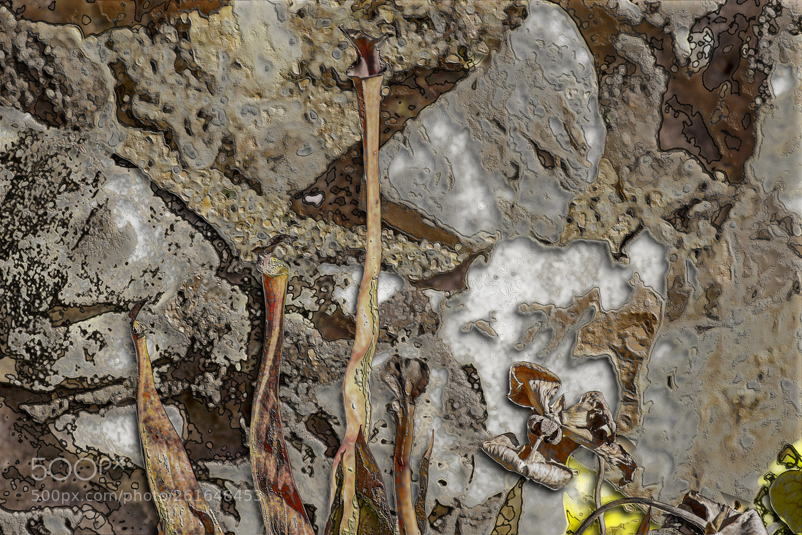 Nikon D600 sample photo. Three pitcher plants photography