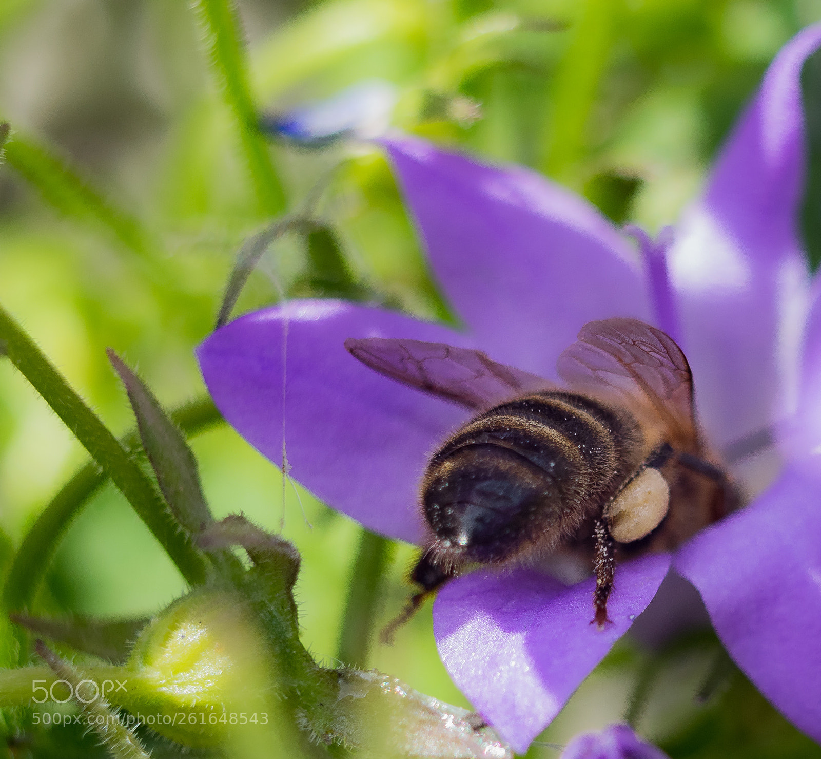 Nikon D3300 sample photo. Honey bee photography