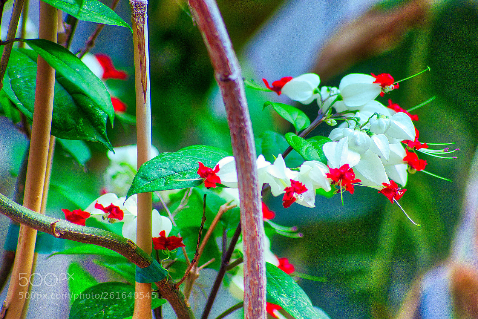 Canon EOS 700D (EOS Rebel T5i / EOS Kiss X7i) sample photo. Bleeding heart photography