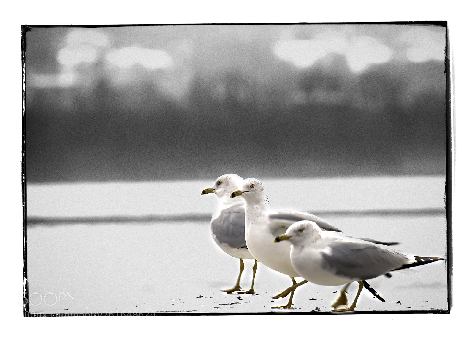 Nikon D800 sample photo. Newburg seagulls photography