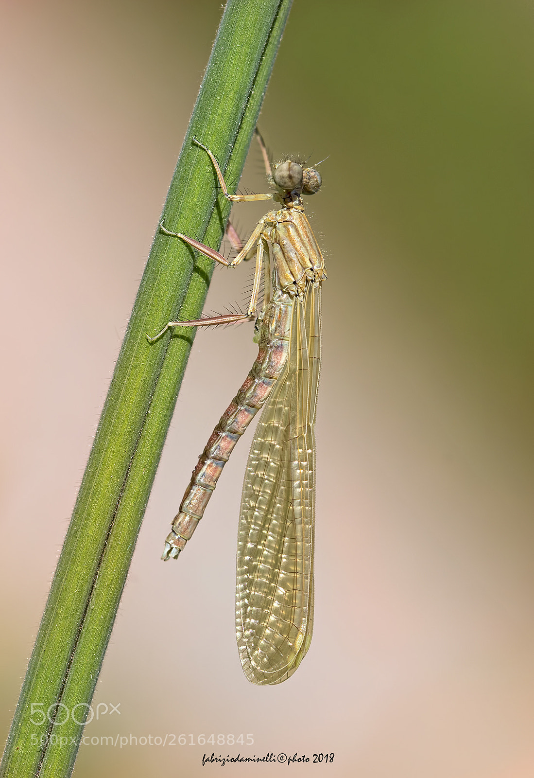 Canon EOS 7D Mark II sample photo. Blue featherleg - new photography