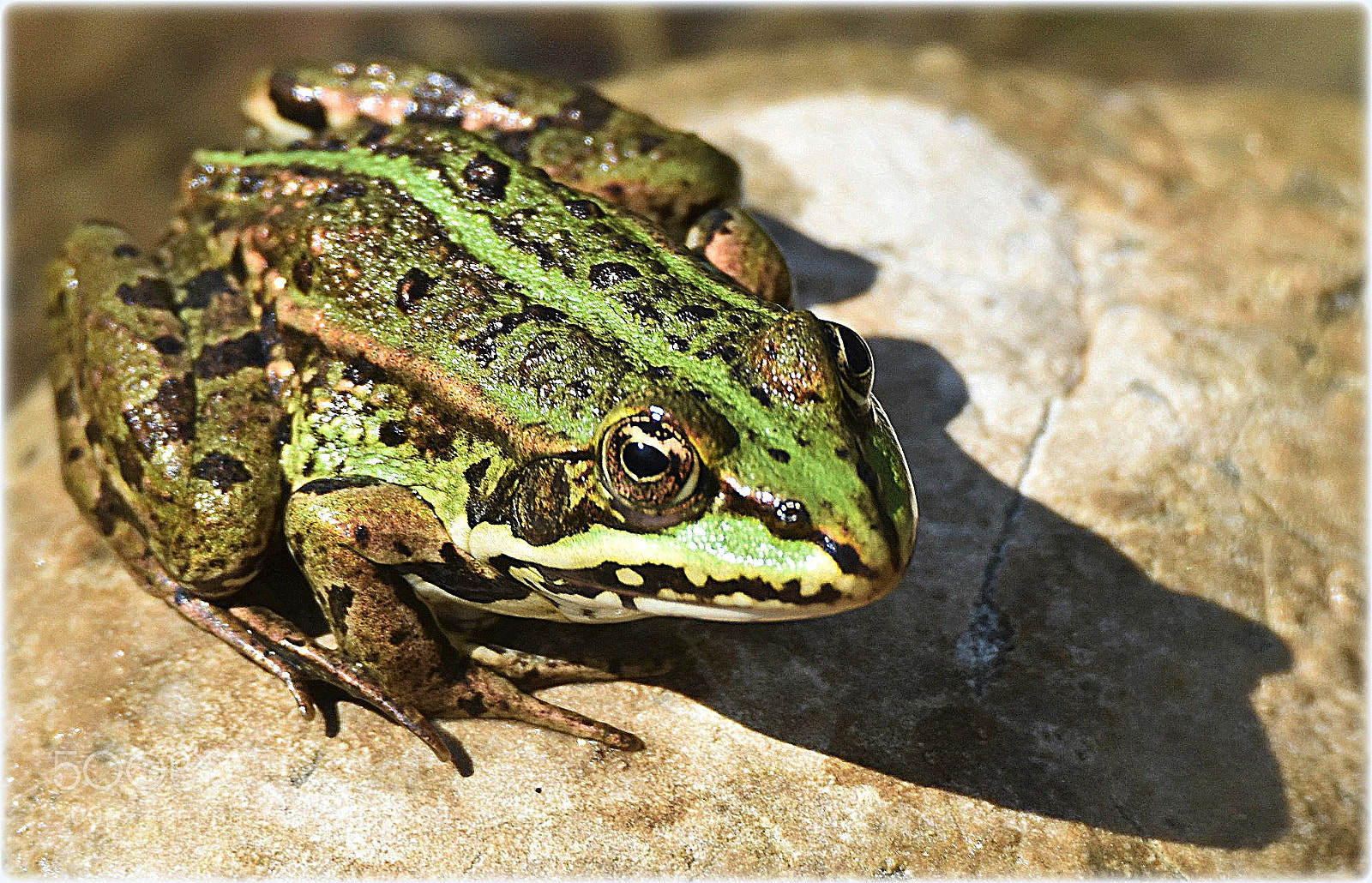 Nikon D7200 sample photo. "frog" photography