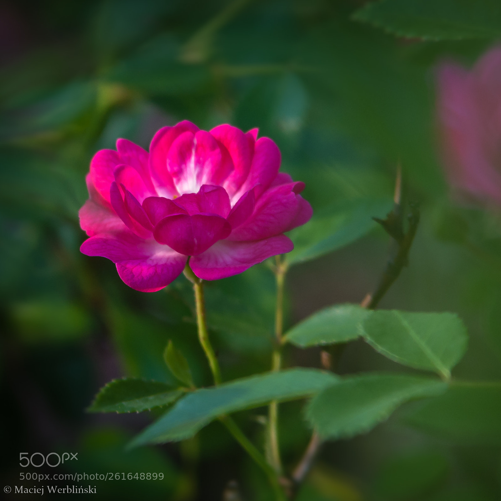 Pentax K-50 sample photo. Garden rose photography