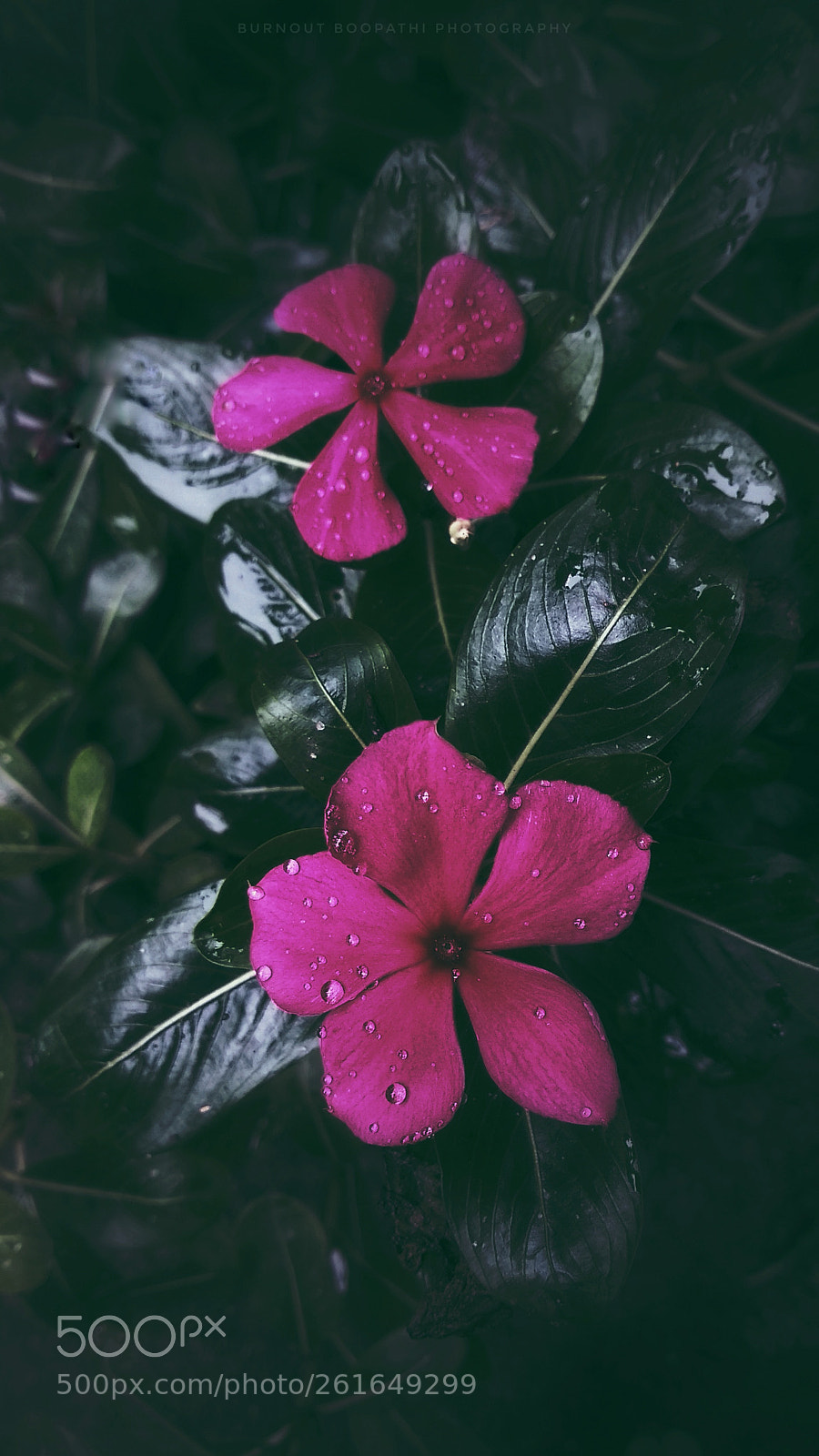 Xiaomi Mi A1 sample photo. Untitled photography