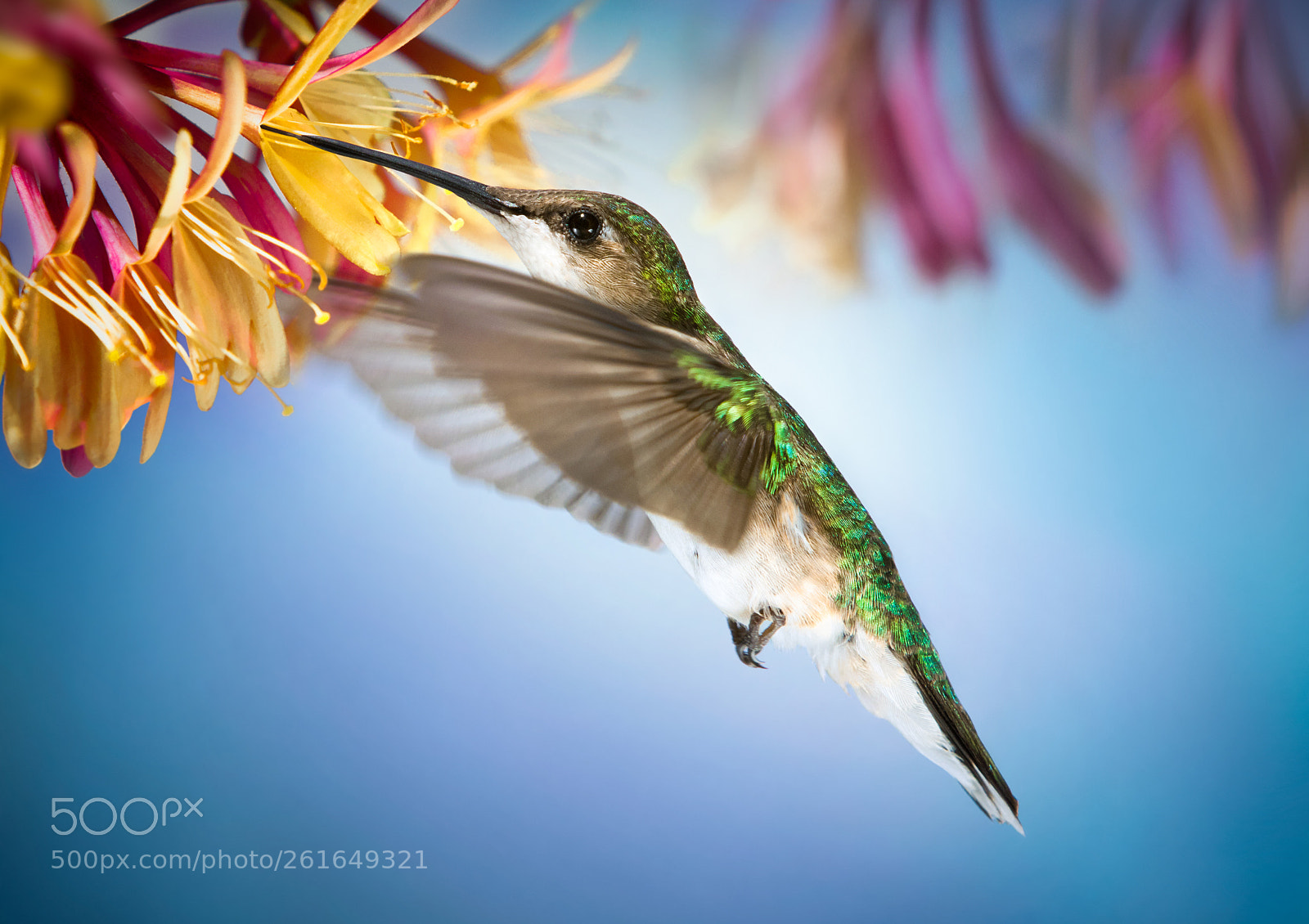 Canon EOS 7D Mark II sample photo. Summer hummer photography