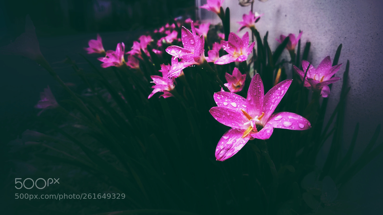 Xiaomi Mi A1 sample photo. Untitled photography